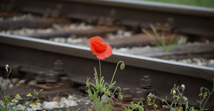 線路に咲く赤い花